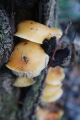 Flammulina velutipes