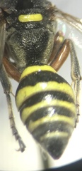 Hoplisoides