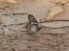 Graphium leonidas