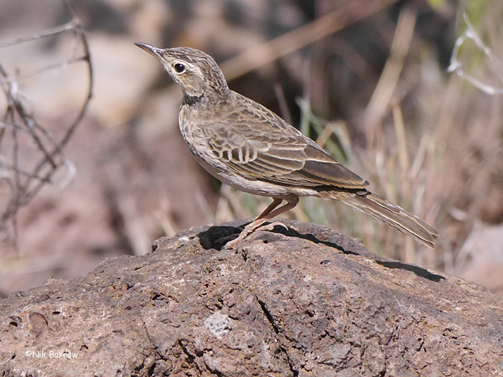 Long-billed Pipit photo
