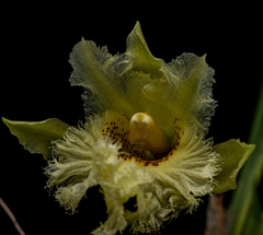 Chondroscaphe embreei