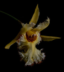 Chondroscaphe embreei