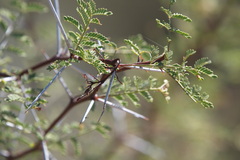 Vachellia constricta
