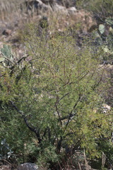Vachellia constricta