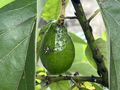 Thyene coccineovittata