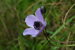 Anemone coronaria