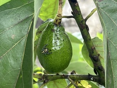 Thyene coccineovittata