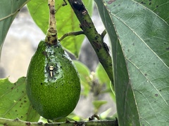 Thyene coccineovittata