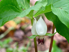 Trillium rugelii