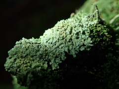 Parmeliopsis ambigua