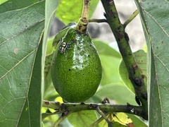 Thyene coccineovittata