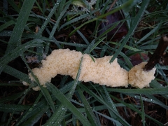 Didymium mucilago