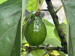 Thyene coccineovittata