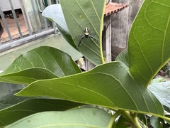 Thyene coccineovittata