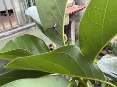 Thyene coccineovittata