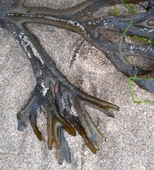 Fucus ceranoides