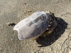 Blepharipoda occidentalis