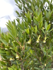 Diospyros glabra