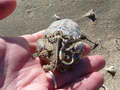 Blepharipoda occidentalis