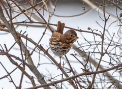 Passerella iliaca iliaca