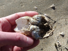 Blepharipoda occidentalis