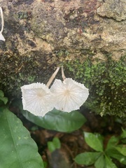 Delicatula integrella