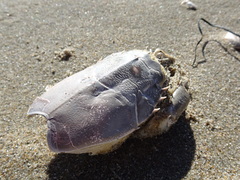 Blepharipoda occidentalis