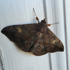 Anticarsia gemmatalis