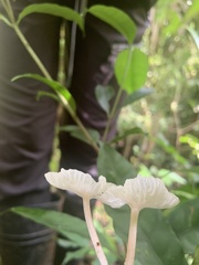 Delicatula integrella