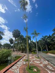 Coccothrinax argentea