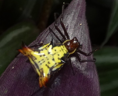 Micrathena fissispina