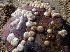 Balanus crenatus