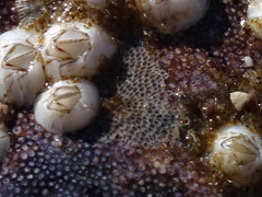 Cryptosula pallasiana