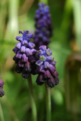 Muscari commutatum