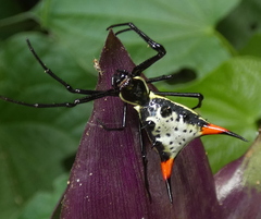 Micrathena schreibersi