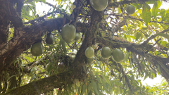 Crescentia cujete