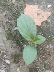 Ocimum basilicum
