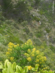 Acrisione denticulata