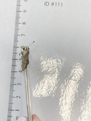 Atalopedes campestris