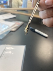 Atalopedes campestris