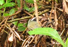 Basileuterus melanogenys