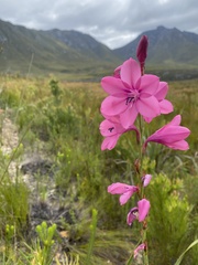 Watsonia borbonica