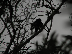 Phoeniculus purpureus