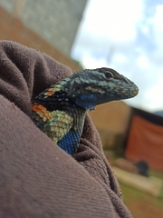 Sceloporus mucronatus