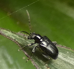 Lemini