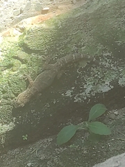 Hemidactylus mabouia