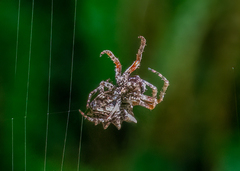Acanthepeira