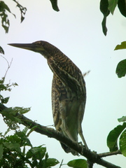 Tigrisoma fasciatum