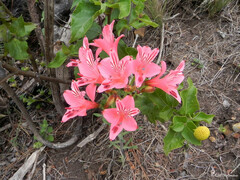 Alstroemeria ligtu ligtu