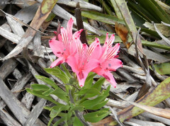 Alstroemeria ligtu ligtu
